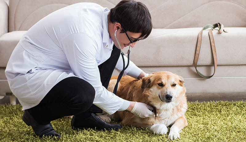 Quels sont les soins vétérinaires à domicile?